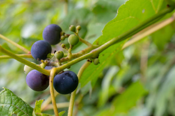 wild blue berry rebe - berry vine stock-fotos und bilder