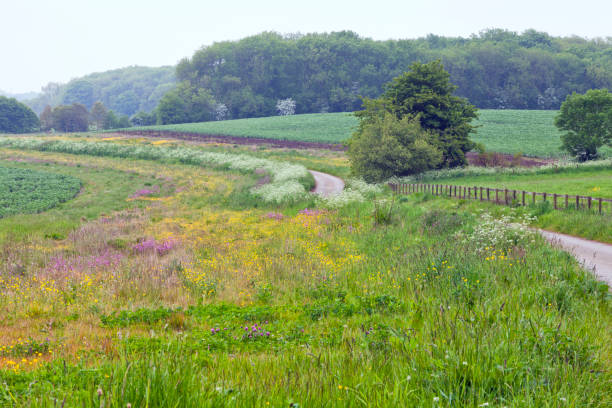 istock English countryside with wildflower meadows . 1090943944