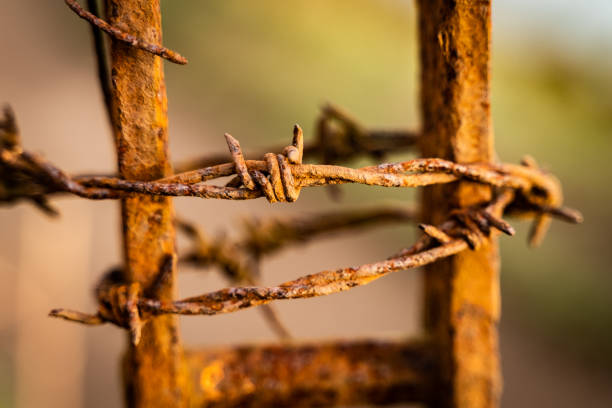 rusty barbed wire wrapped around an iron gate with selective focus a rusted length of barbed wire wrapped around an old iron gate end with warm light and shallow depth of field rusty barbed wire stock pictures, royalty-free photos & images