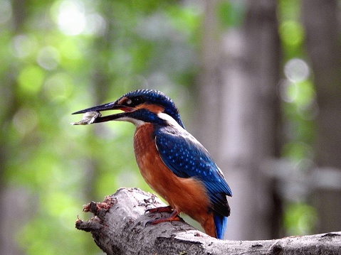 King fisher