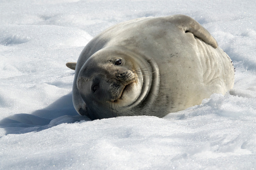 Looking up, a Weddell seal relaxes on fast ice near Melchoir Base in the Dallmann Bay Antarctica.