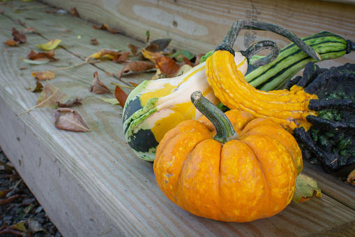 Three gourds arranged on the end of outdoor wooden steps with leaves.