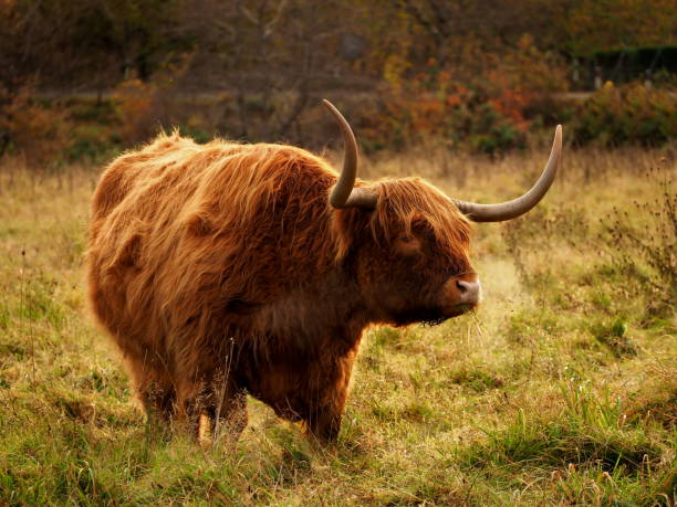 istock highland bull with large horns standing in a meadow - 1 1090950786