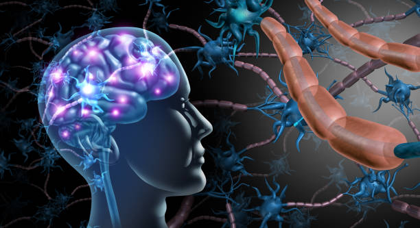 脳神経細胞 - medulla ストックフォトと画像