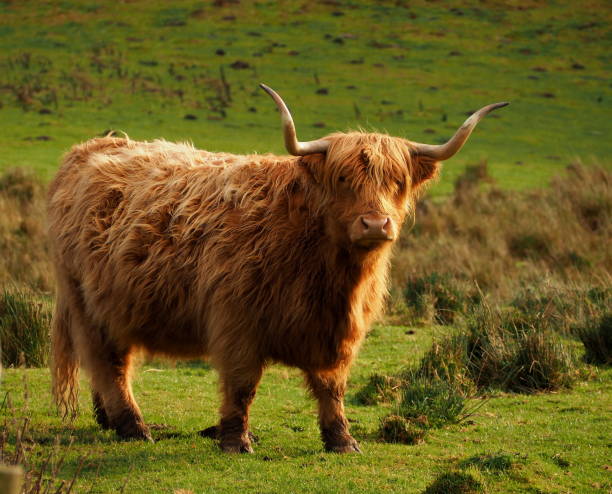 istock highland cattle standing in a meadow 1090951008
