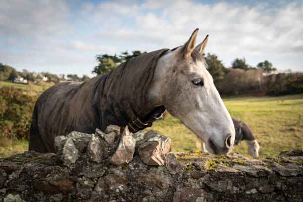 istock white horse wearing coat standing in field overlooking old stone wall 1090951216