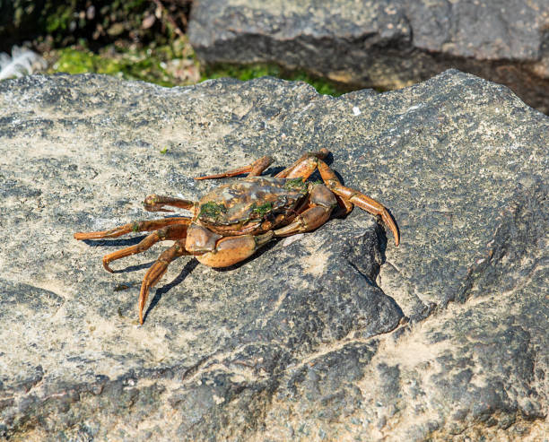 istock sea crab sits on a rock 1090951648