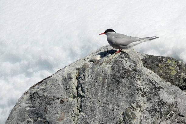 istock Antarctic terns Dallmann Bay Melchior Islands Antarctica 1090951748