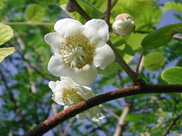 actinidia deliciosa - actinidia - fotografias e filmes do acervo