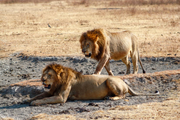 istock Lions in Serengeti 1090954862
