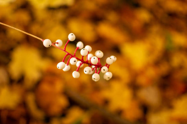 White Berries of a Red Osier Dogwood Bush The white berries from a Red Osier Dogwood Bush with an orange leaf background on a sunny fall day while walking in the woods. cornus sanguinea stock pictures, royalty-free photos & images