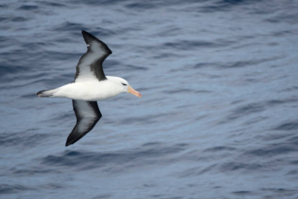 istock Black-browed albatross flies over Drake Passage off Antarctic Peninsula 1090955880