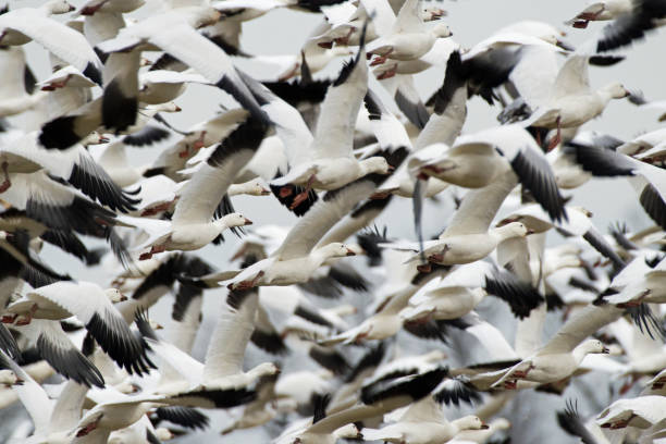 istock Flock of snow geese in flight 1090957564