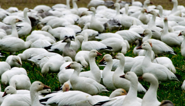 istock Flock of snow geese in field 1090958106
