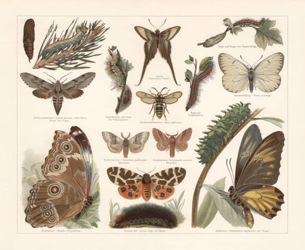 stockillustraties, clipart, cartoons en iconen met vlinders, chromolithograph, gepubliceerd in 1897 - rups van de meriansborstel
