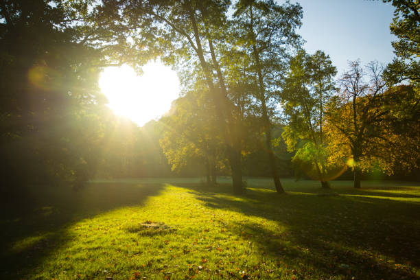 istock autumn sunset in a park 1090966506