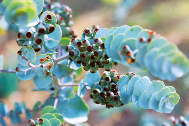 istock Eucalyptus krueseana plant 1090967334