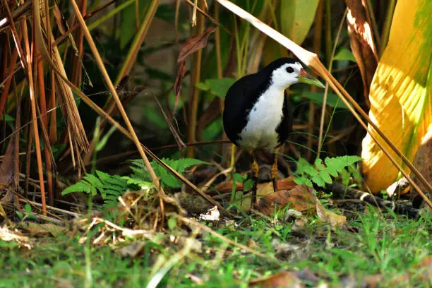 Photo of Beautiful White-breasted water-hen in  wild