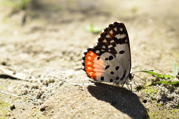 istock Cute little colorful butterfly resting and its shadow forming from sunlight behind 1090972058