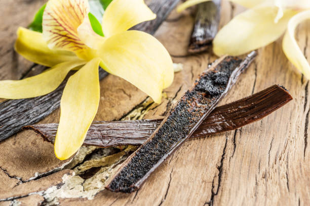 istock Dried vanilla fruits and vanilla orchid. 1090972114