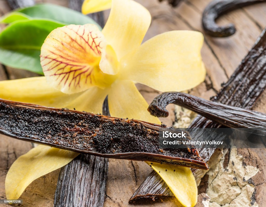 Dried vanilla fruits and vanilla orchid. Dried vanilla fruits and vanilla orchid on wooden table. Close-up. Vanilla Stock Photo