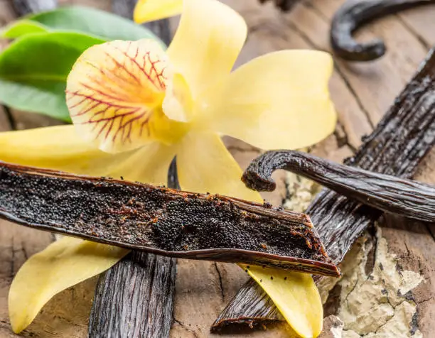 Photo of Dried vanilla fruits and vanilla orchid.