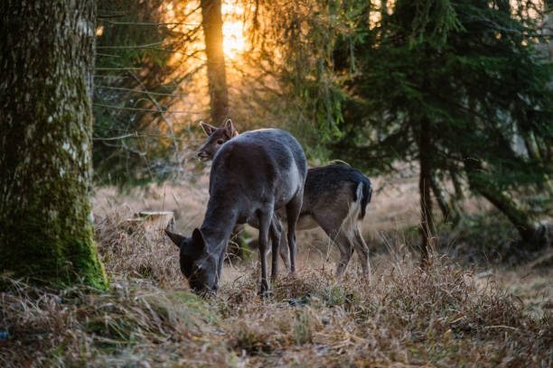 Young roebuck on the lookout in the bushes
