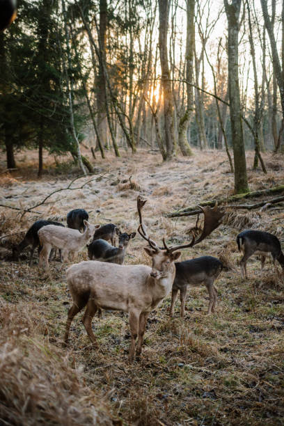 istock Reindeer in the winter sunlight. Bavaria, Landsberg am Lech 1090972482