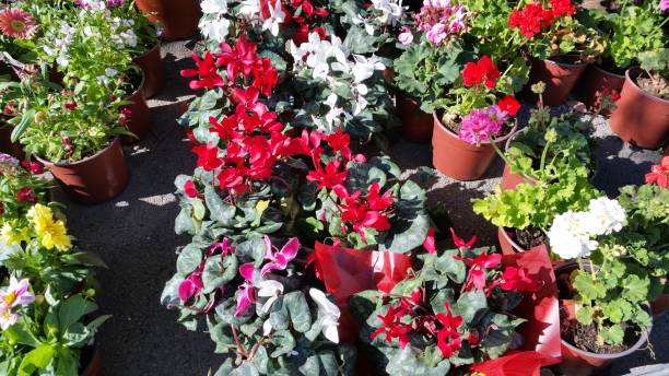 istock The beautiful Cyclamen flower in garden 1090972804
