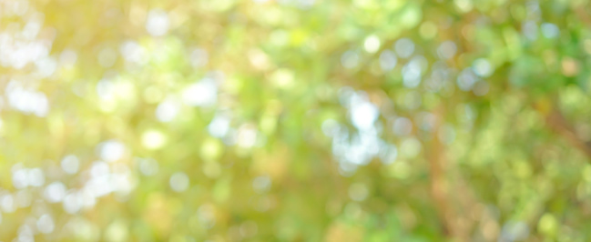 abstract blurred clean nature forest with sunny and bokeh light in public park  panoramic horizontal background