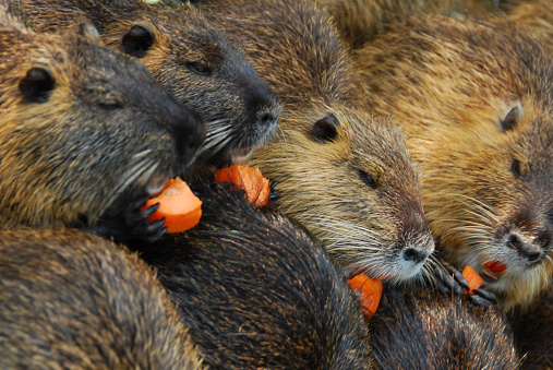 Nutria (Myocastor coypus) group eating from a carrot.Large group of Nutria and full frame picture