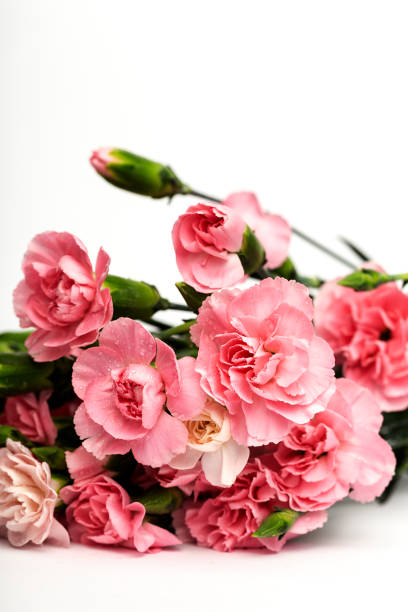 istock bouquet of pink carnations flowers 1090977400