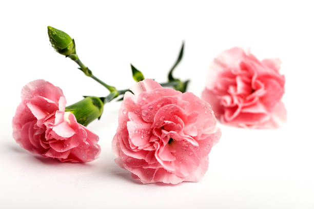 istock bouquet of pink carnations flowers 1090977402