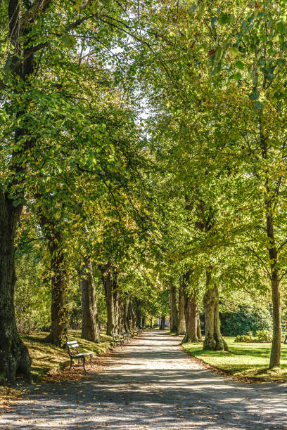 istock Roadway inside a scenic city park 1090978252