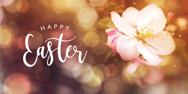 Happy Easter text with apple blossom flower and bokeh lights Happy Easter text with spring apple blossom flower and colorful bokeh lights, horizontal easter sunday photos stock pictures, royalty-free photos & images