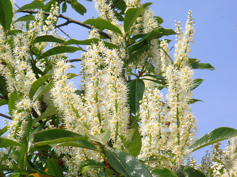 Prunus laurocerasus in bloom