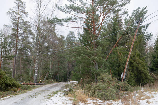 beschädigte elektrische pol und gefallenen kiefern nach dem schrecklichen sturm alfrida in schweden in roslagen im östlichen teil von schweden - tornado natural disaster damaged house stock-fotos und bilder