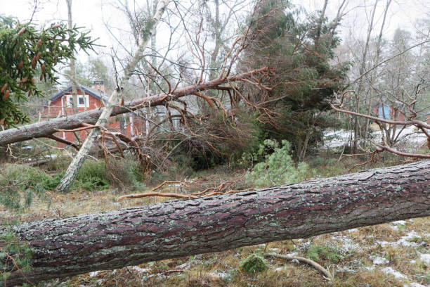 pins tombés après la terrible tempête alfrida dans roslagen dans la partie orientale de la suède - totaled photos et images de collection