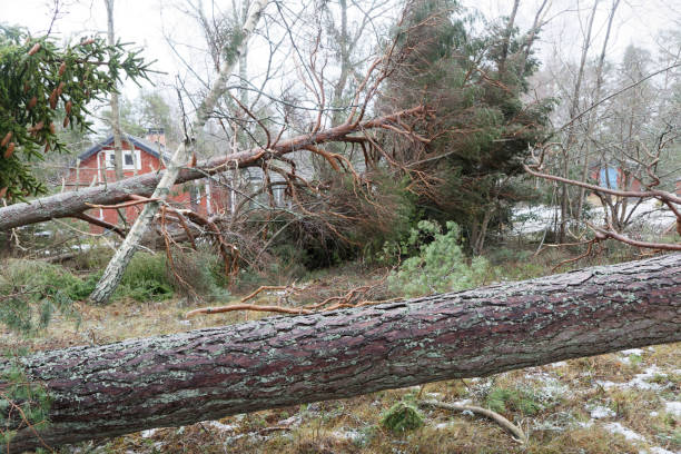 pinheiros caídos depois da terrível tempestade alfrida em roslagen na parte leste da suécia - tornado natural disaster damaged house - fotografias e filmes do acervo