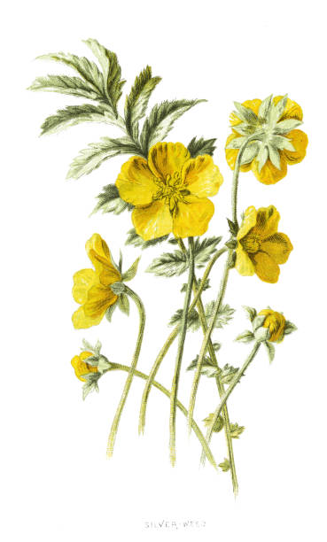 "silverweed", common silverweed or silver cinquefoil Antique illustration of a Medicinal and Herbal Plants. 
illustration was published in 1893 “botanika i mineralogia atlas"
scan by Ivan Burmistrov potentilla anserina stock illustrations