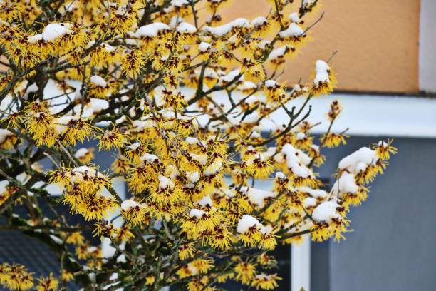 ハマメリス トラノオの花は雪で覆われています。 - virginiana ストックフォトと画像