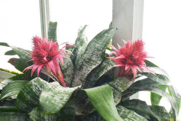 Aechmea Fasciata - Silver Vase Plant The Bromeliad Aechmea Fasciata plant, also known as Silver Vase, has extravagant and long lasting red flowers bromeliad photos stock pictures, royalty-free photos & images