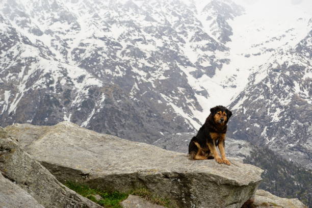Sheepdog in the Himalayan mountains Shepherd dog sitting on a large rock formation and looking at camera. Snow covered mountain range on the background. Triund Hill, Himalaya Mountains, Himachal, Pradesh, India himalayan sheepdog stock pictures, royalty-free photos & images