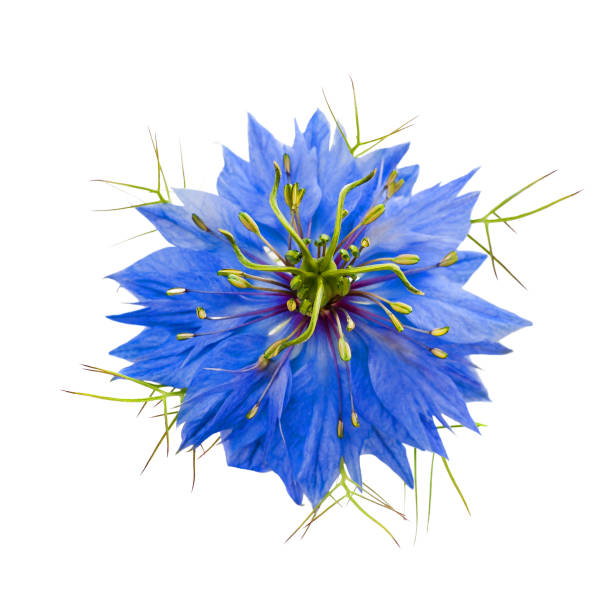 black caraway ( nigella sativa ) nigella flower head isolated on white background caraway stock pictures, royalty-free photos & images