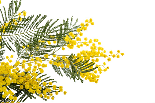 Mimosa (silver wattle) branch isolated on white background.