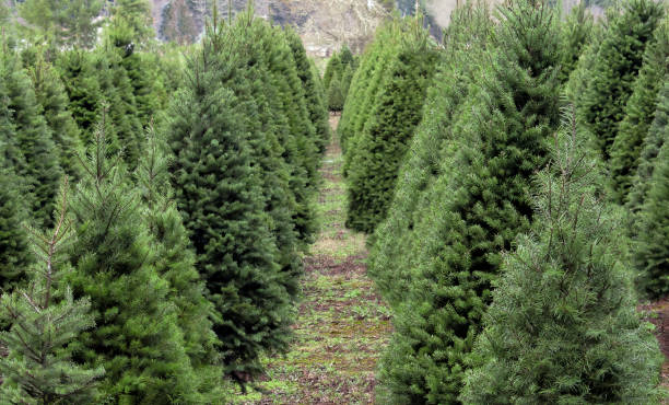 istock The Tree at the End Of the Row 1090991106