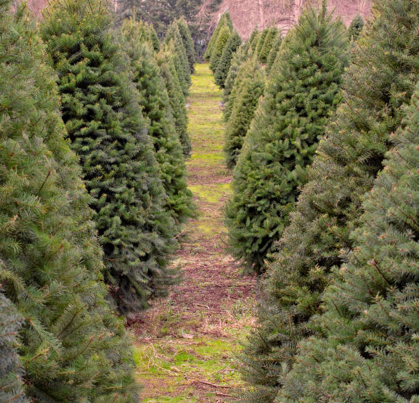 istock The Long Row of Fir Trees 1090991134
