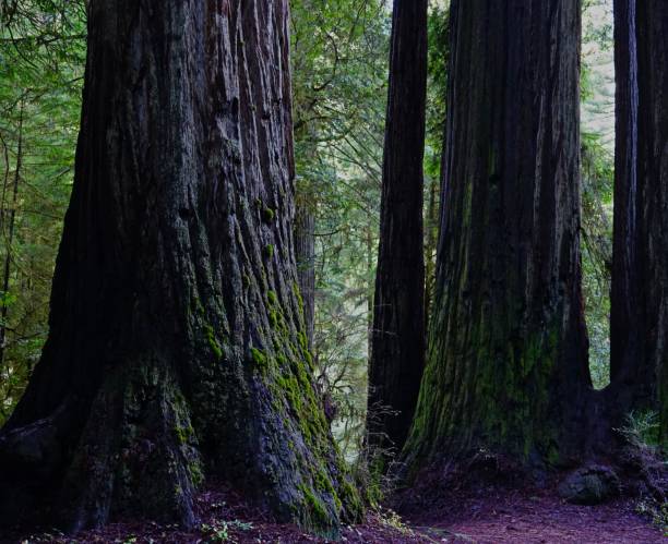 340+ Condado Del Norte Fotos Fotografías de stock, fotos e imágenes