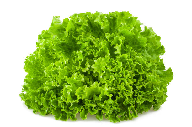 salad - bibb lettuce imagens e fotografias de stock