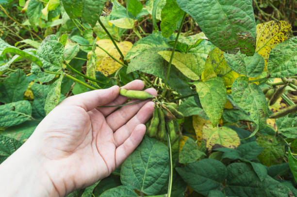 istock Soya bean plant in a farmer hand 1090993296
